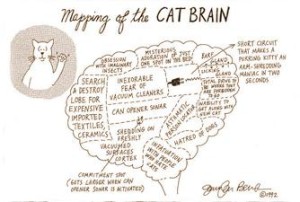 mapping_of_the_cat_brain